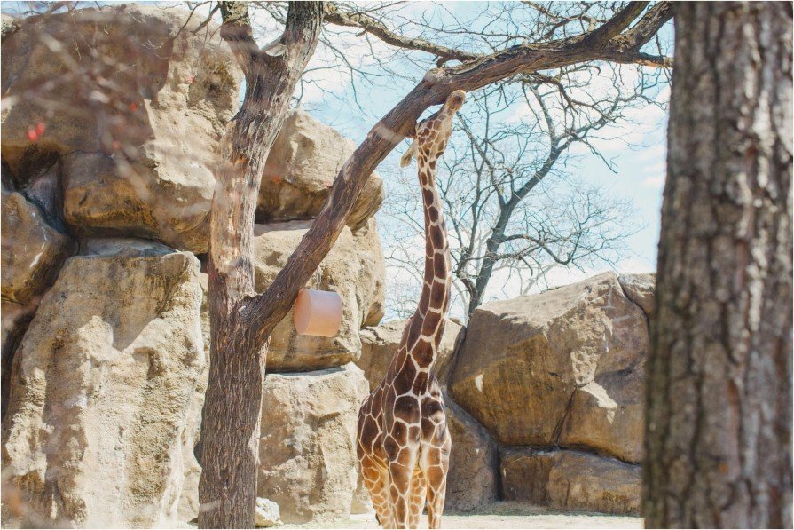 Philadelphia Zoo, engagement