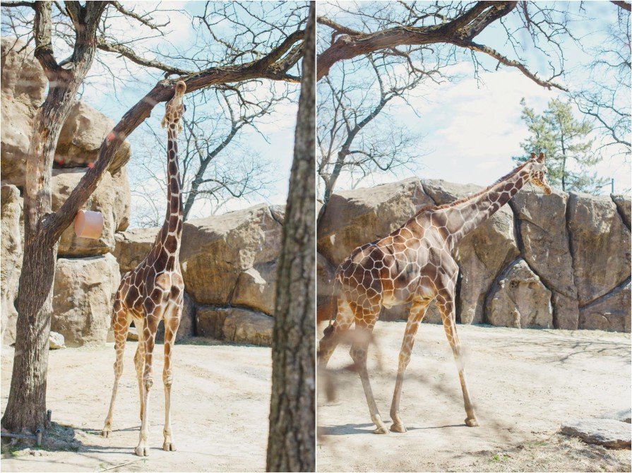 Philadelphia Zoo, engagement