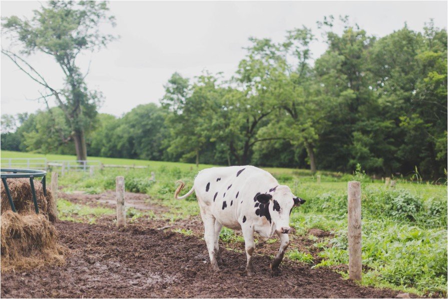 Stonebrook Farm, wedding