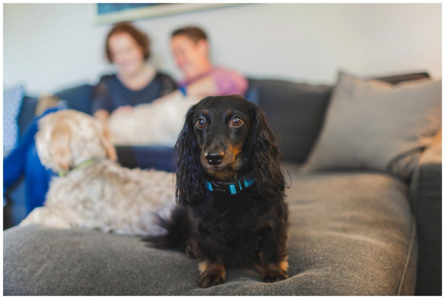 engagement session, dogs