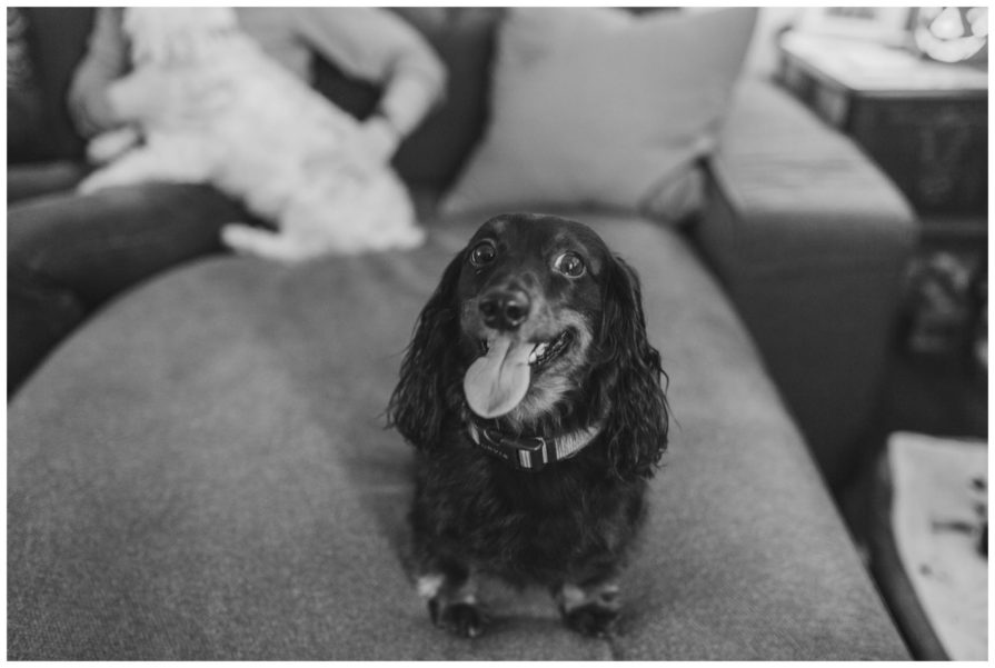 engagement session, dogs
