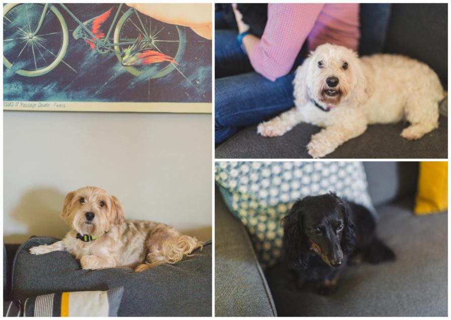 engagement session, dogs