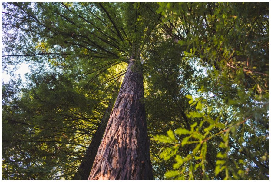 Tilden Regional Park, Regional Parks Botanic Garden