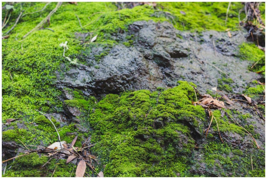 Tilden Regional Park, Regional Parks Botanic Garden