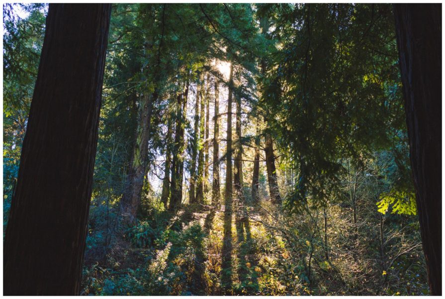 Tilden Regional Park, Regional Parks Botanic Garden