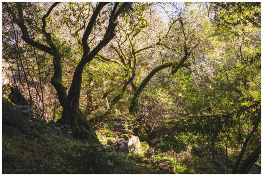Tilden Regional Park, Regional Parks Botanic Garden