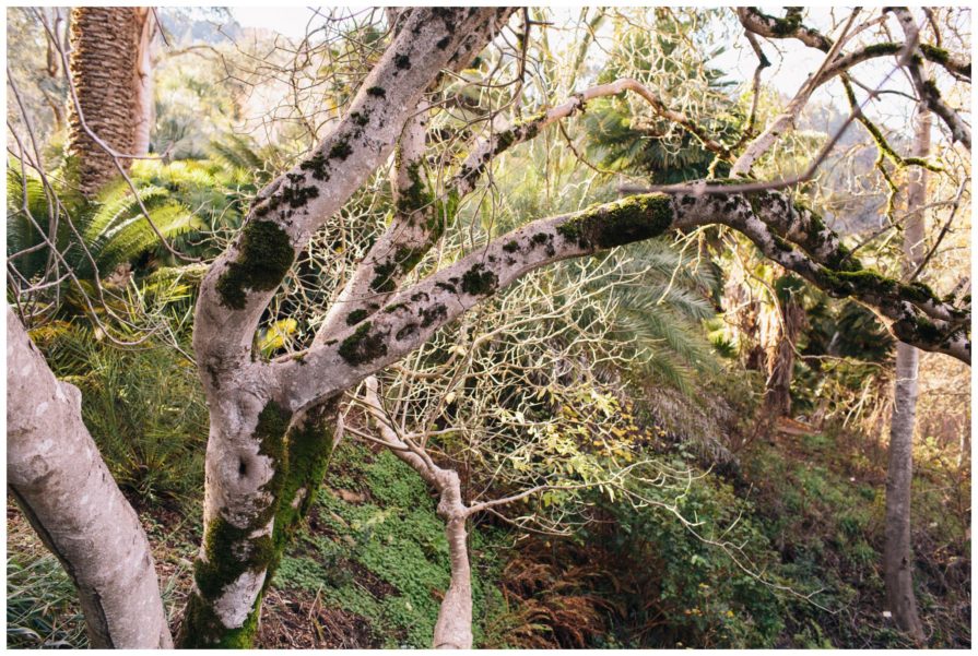 Tilden Regional Park, Regional Parks Botanic Garden