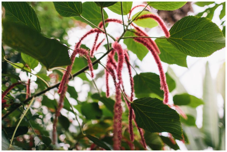 University of California Botanical Garden, wedding