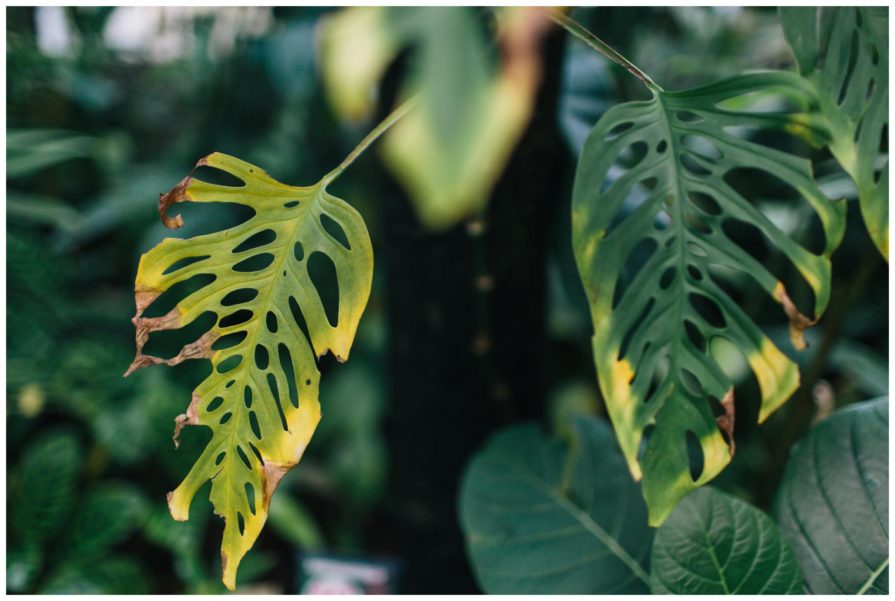 University of California Botanical Garden, wedding