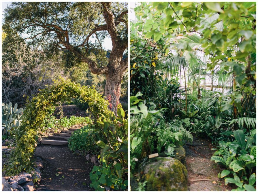 University of California Botanical Garden, wedding