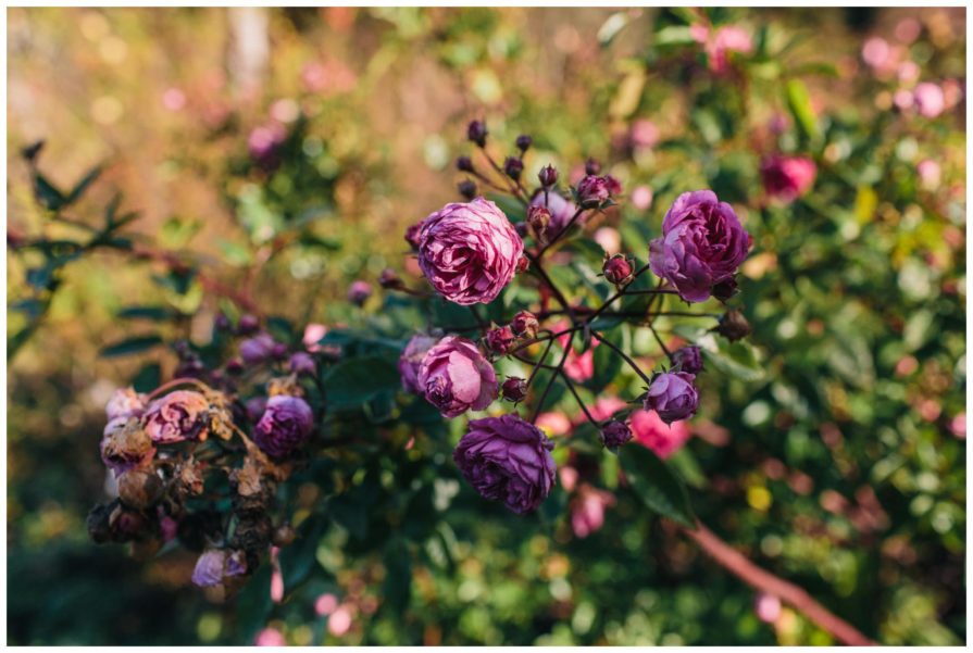 University of California Botanical Garden, wedding