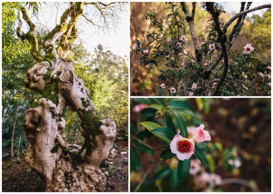 University of California Botanical Garden, wedding