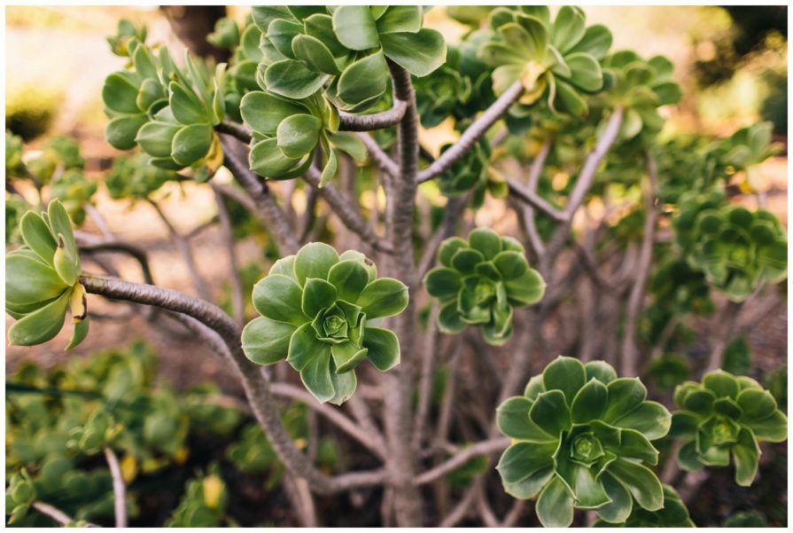 University of California Botanical Garden, wedding