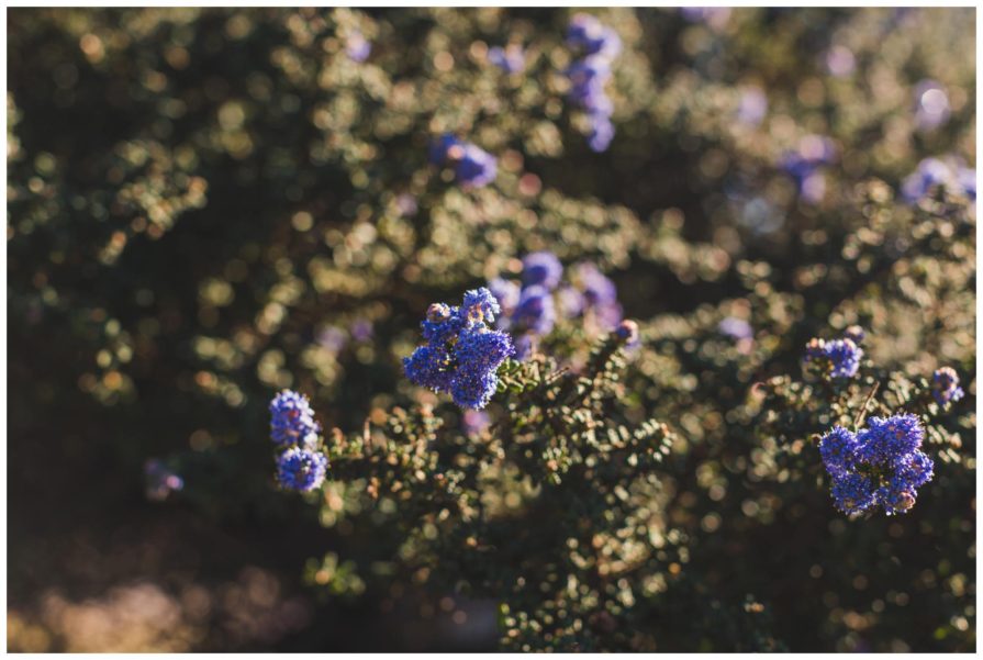 Berkeley, wedding, California