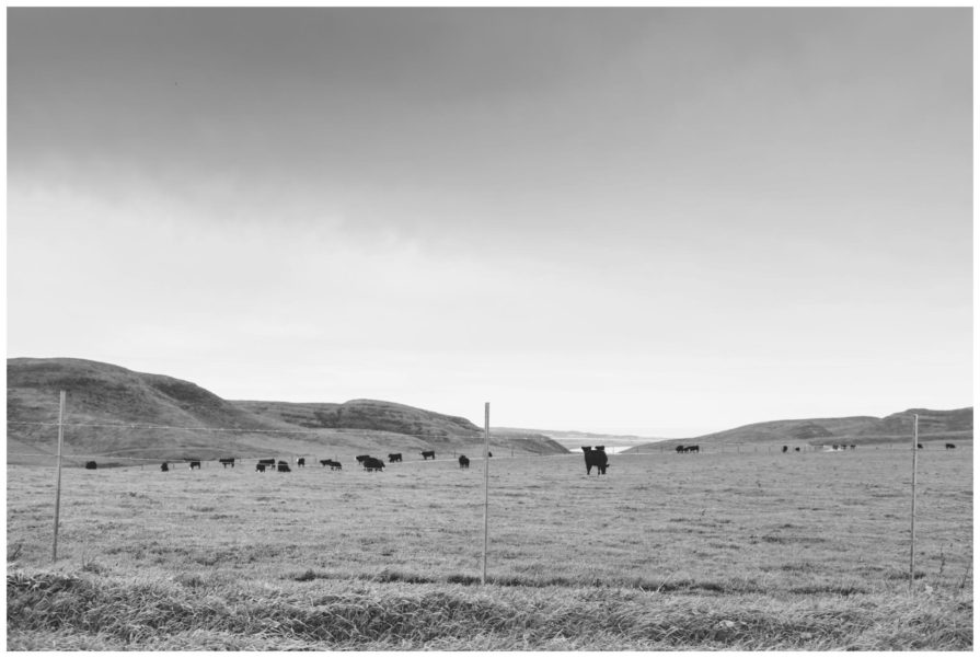 point reyes national seashore, tomales point trailhead