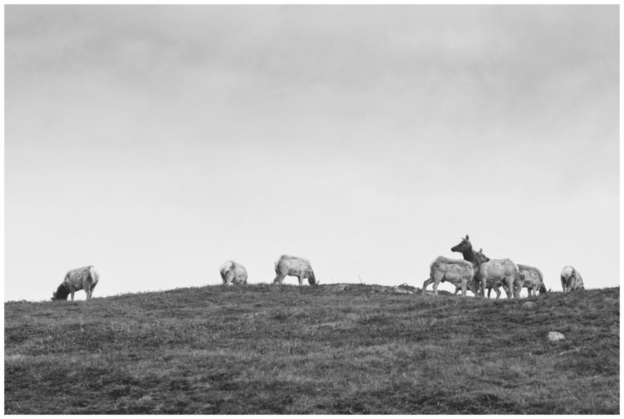 point reyes national seashore, tomales point trailhead
