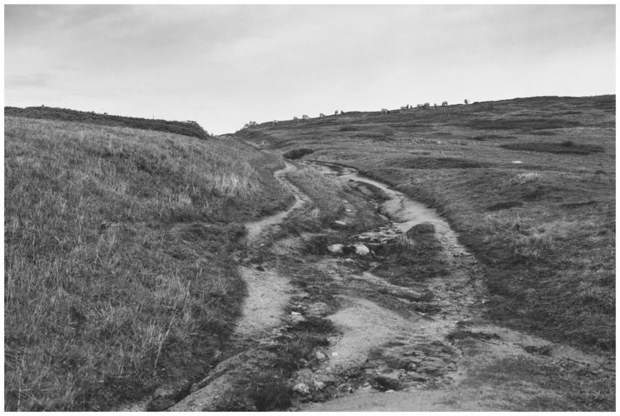 point reyes national seashore, tomales point trailhead