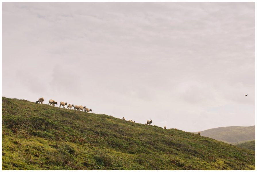 point reyes national seashore, tomales point trailhead