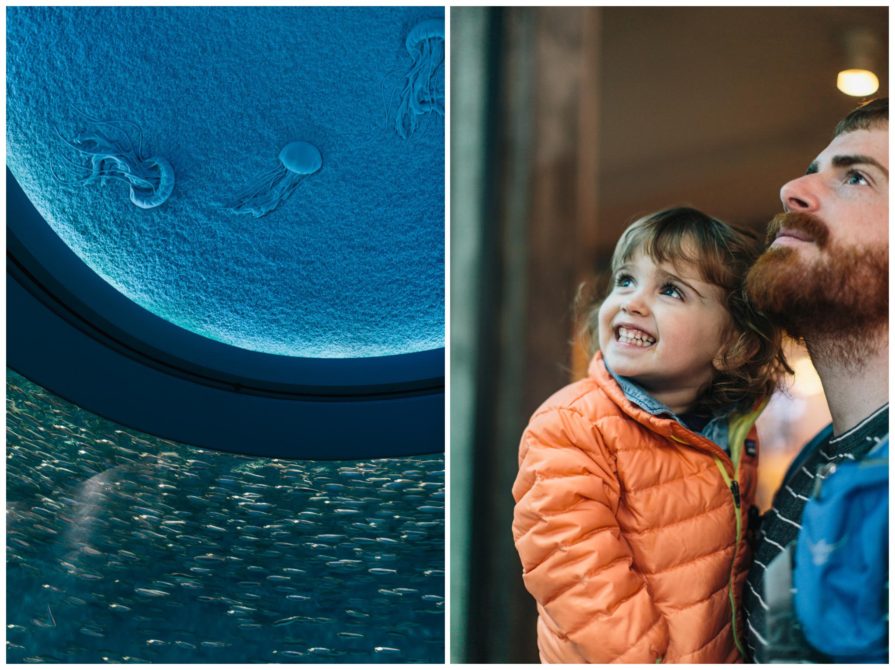 Monterey Bay Aquarium, wedding, California