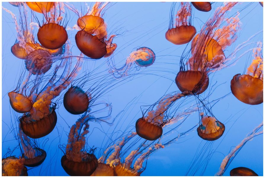 Monterey Bay Aquarium, wedding, California