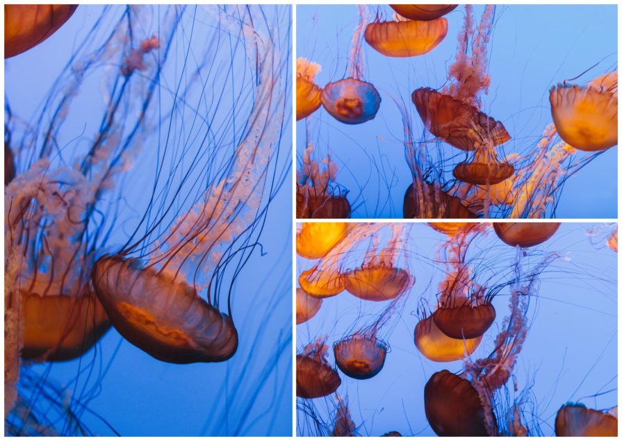 Monterey Bay Aquarium, wedding, California