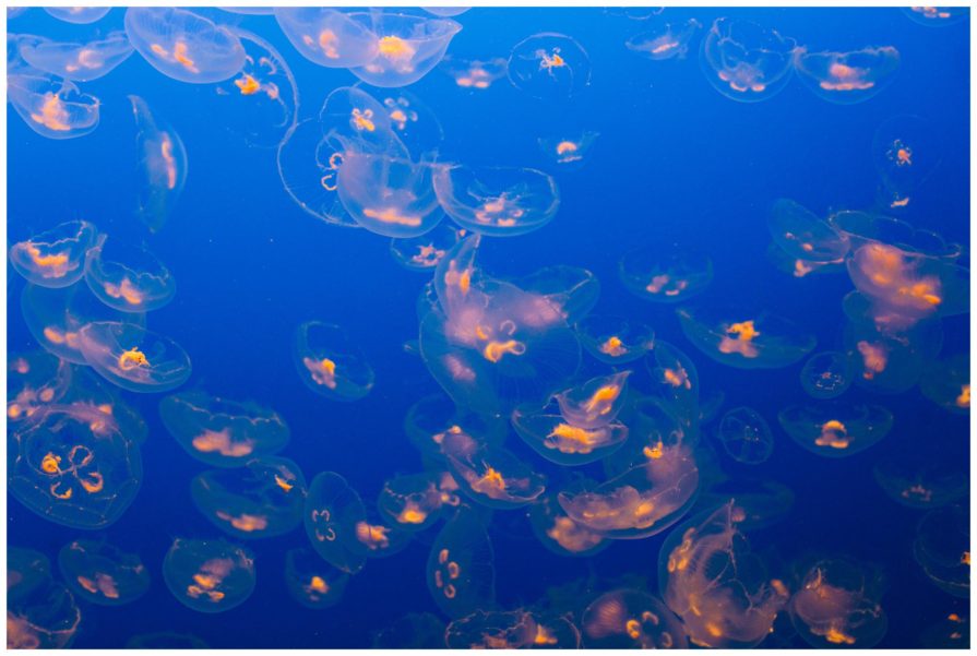 Monterey Bay Aquarium, wedding, California
