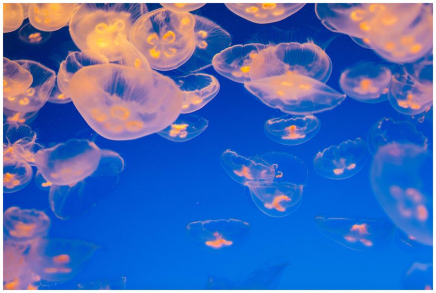 Monterey Bay Aquarium, wedding, California