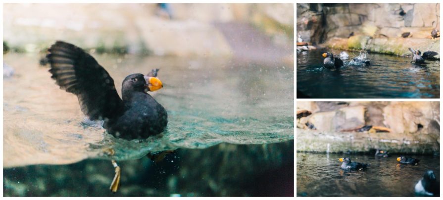 Monterey Bay Aquarium, wedding, California