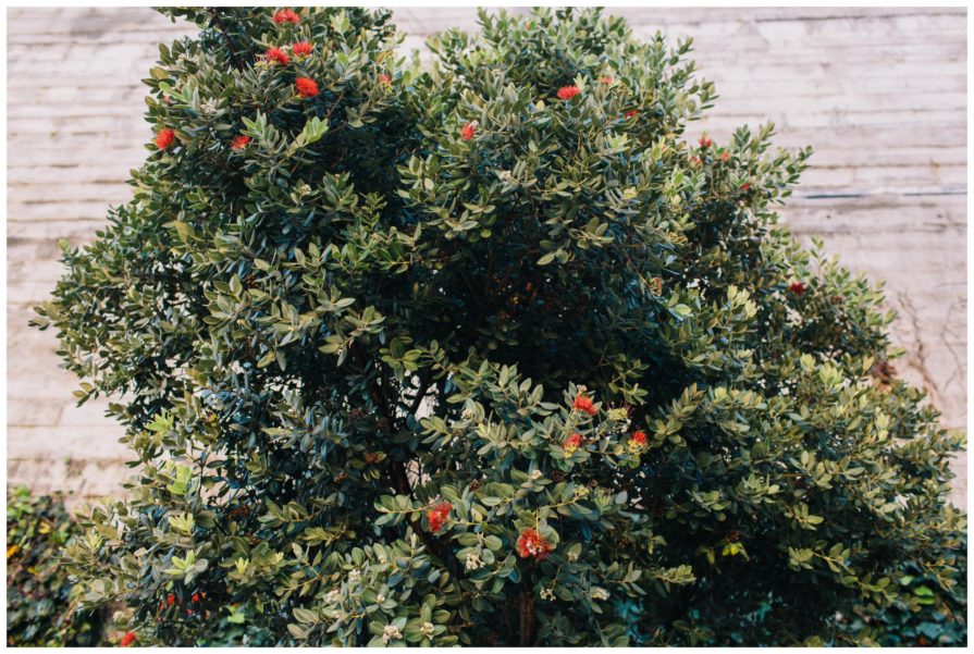 Monterey Bay, wedding, photography