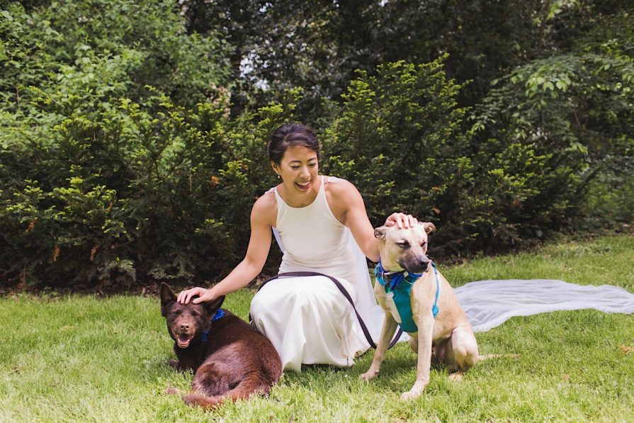 bride, dogs, wedding