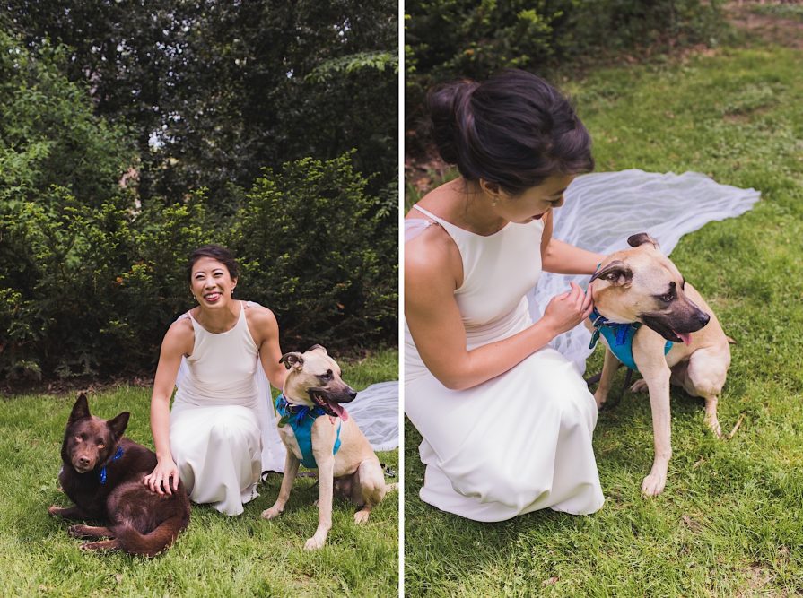 bride, dogs, wedding