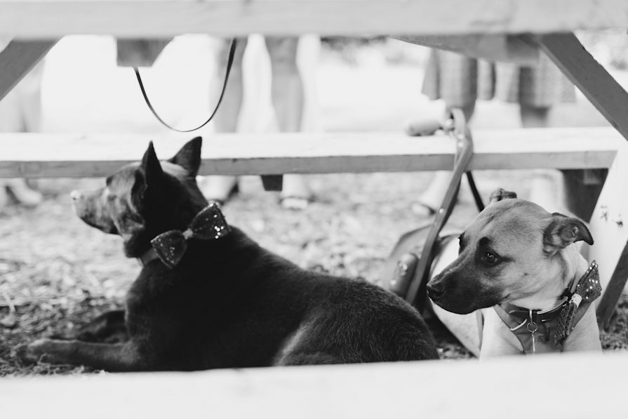 bride, dogs, wedding
