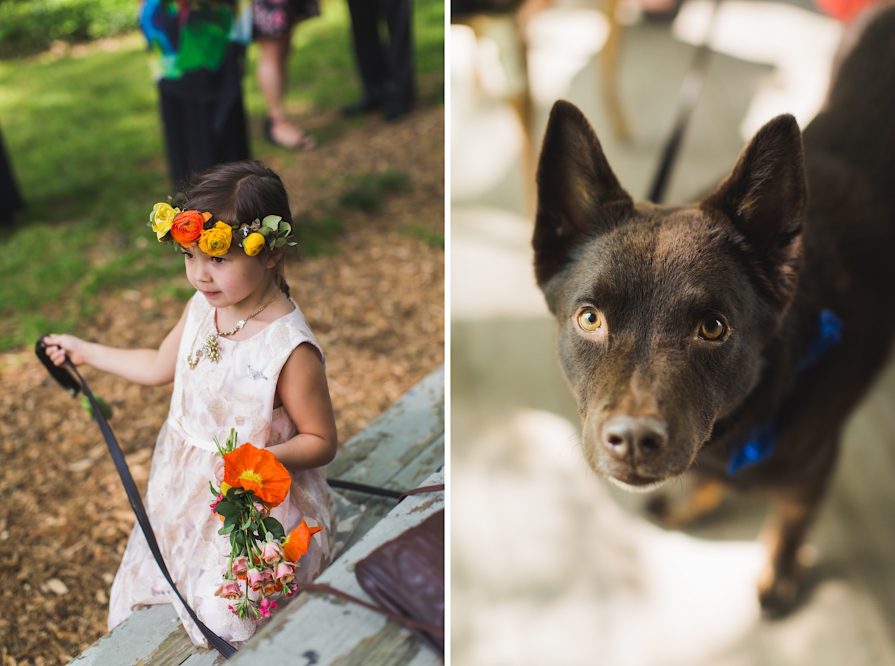 bride, dogs, wedding