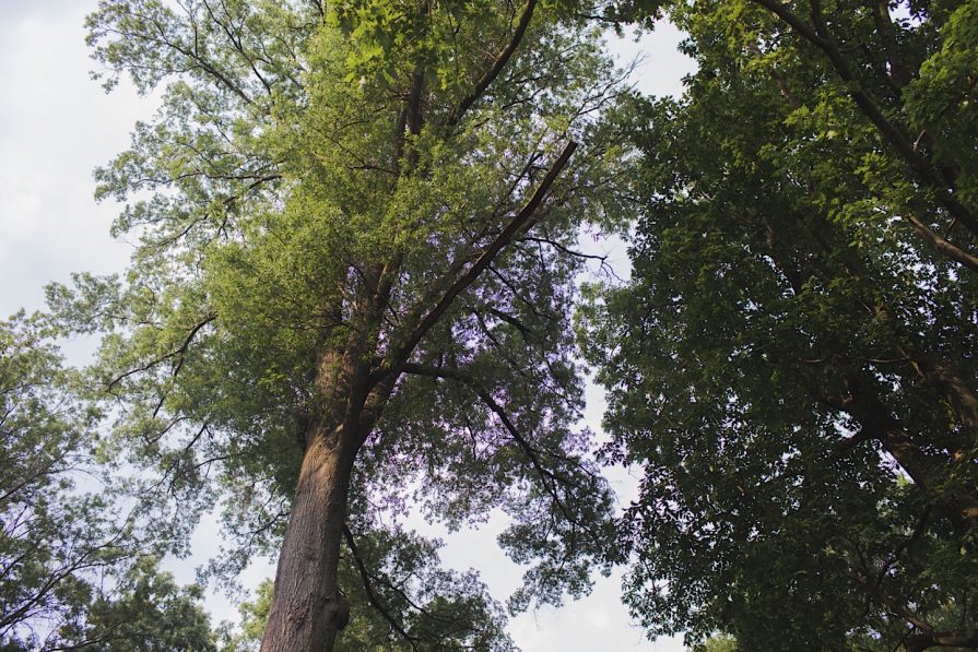 Awbury Arboretum, Philadelphia, wedding
