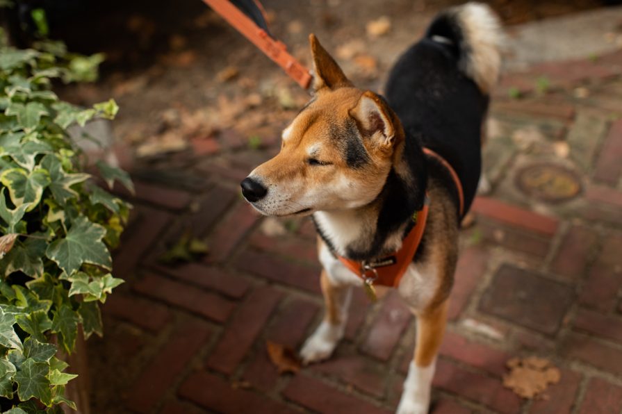 Addison Street, engagement, Philadelphia, LGBTQIA+