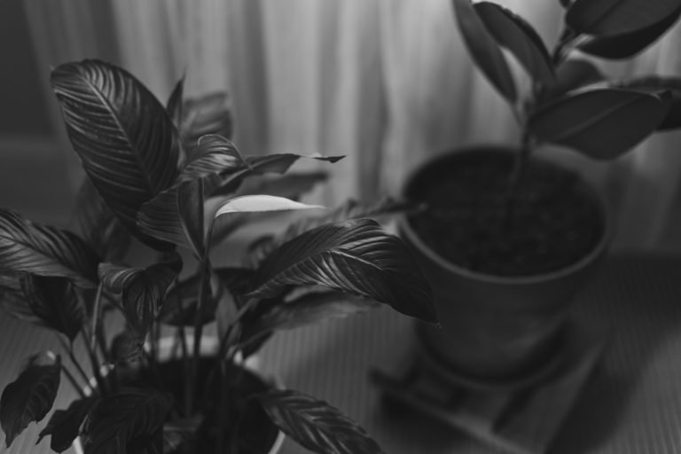 A black and white photo of a peace lily house plant next to a rubber plant.