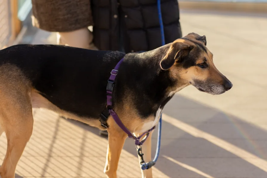 A German Shepherd mix at a Philadelphia engagement session.