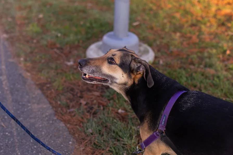 A dog happily walking along the Philadelphia Schuylkill Trail.